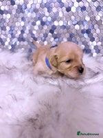 Maltipoo dogs - Advert 5