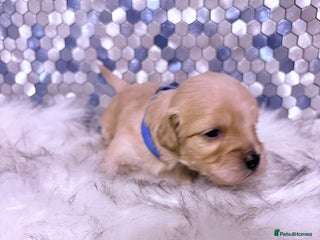 Maltipoo dogs - Advert 20