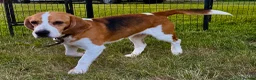 Beagle dogs for adoption: Garik – Male Beagle (Young Rescue) - Advert 5