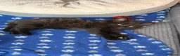 Mixed Breed cats for sale: 5 stunning kittens ready for a new home  in Waltham Cross - Advert 5