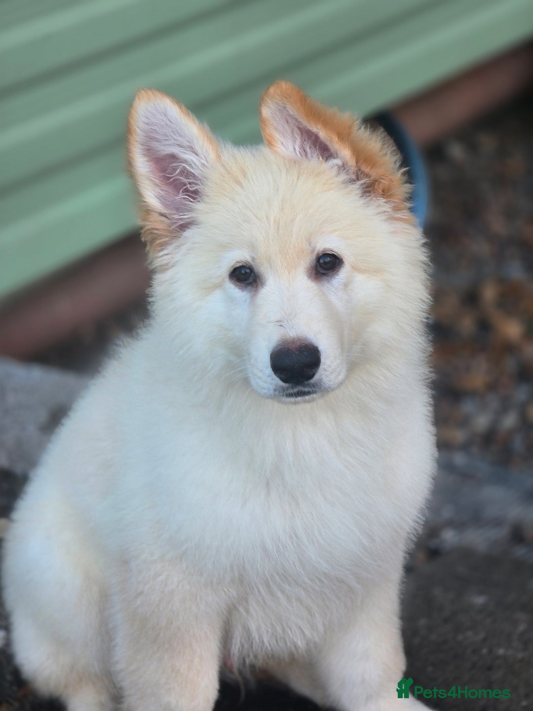 German Shepherd dogs for sale: 14 week old white German-shepherd - Image 4