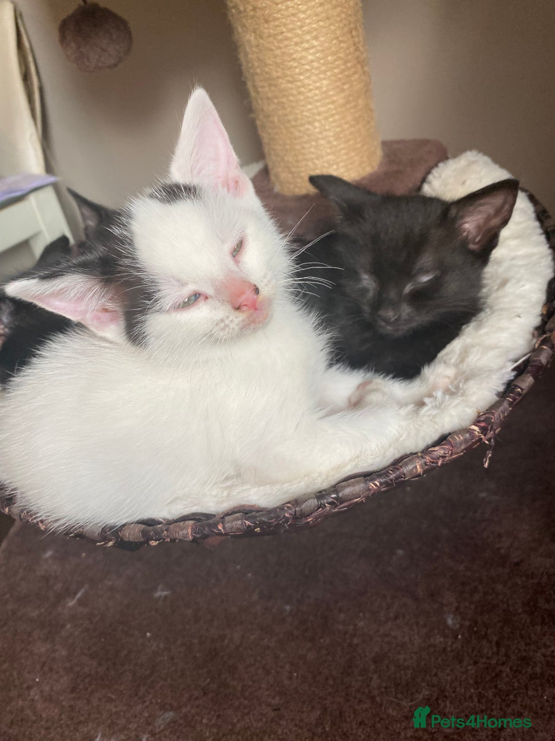 Mixed Breed cats for sale: Black/Black&White Kittens For Sale - Image 6