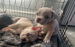 French Bulldog dogs for sale: French bulldog puppies with lilac and merle  - Image 13