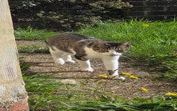 European cats for sale: 4 kittens ready to be rehomed now! - Image 1