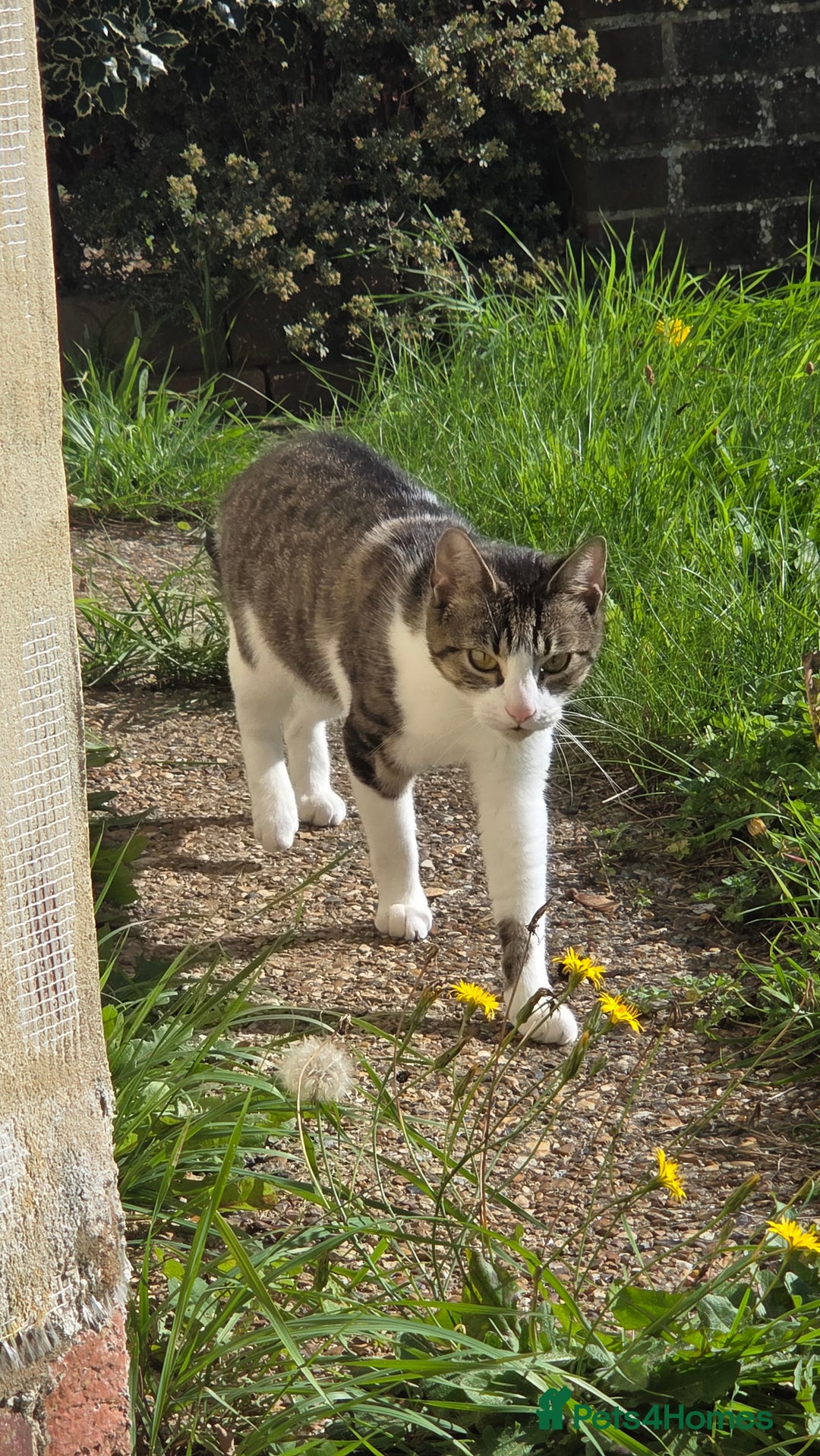 European cats for sale: 4 kittens ready to be rehomed now! - Image 1