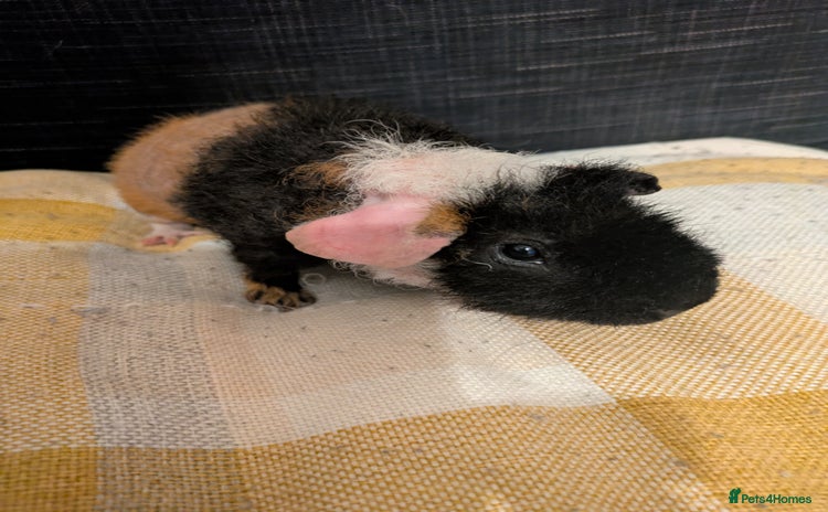 Guinea Pig rodents - Advert 16