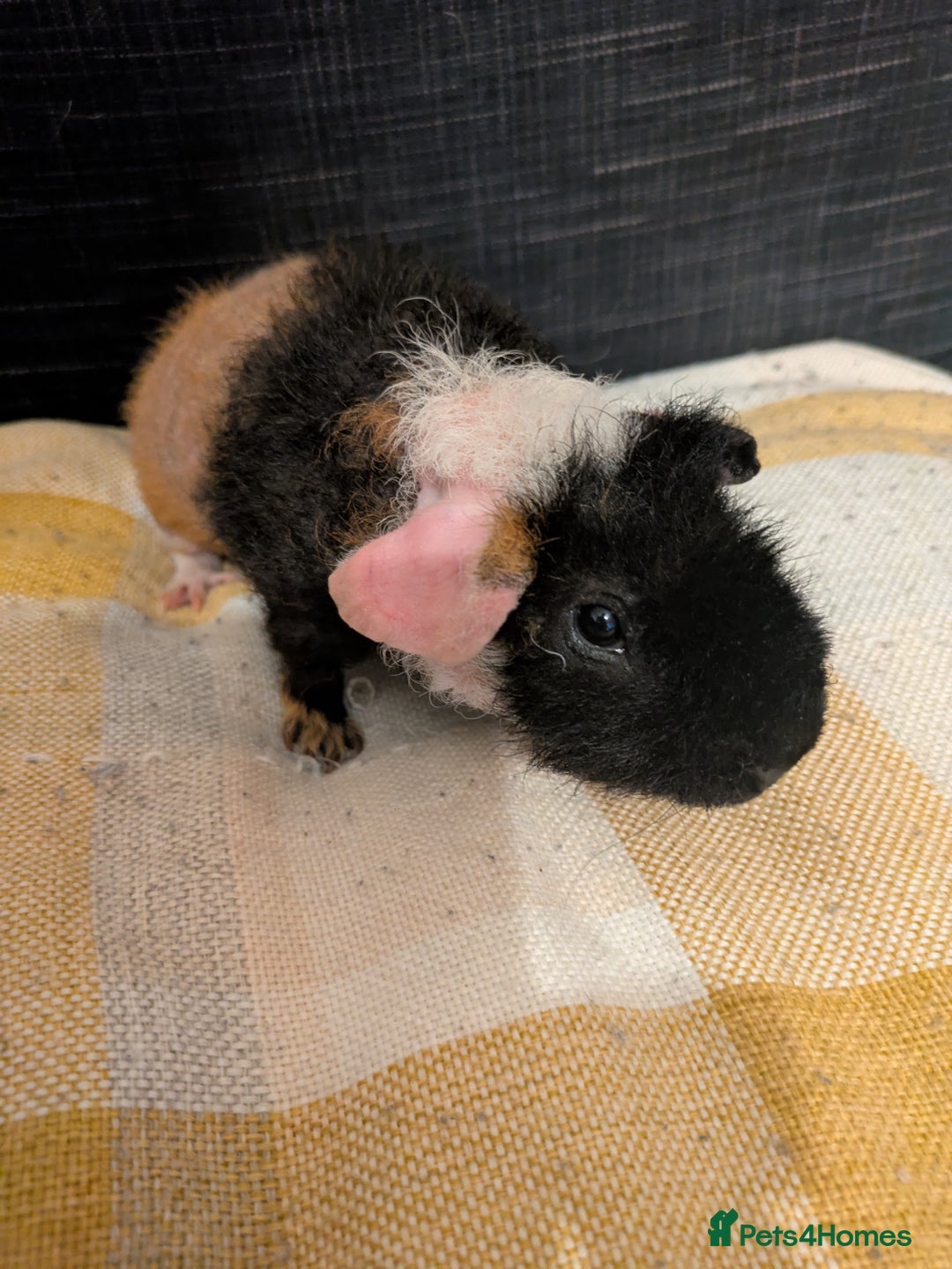 Guinea Pig rodents for sale: Beautiful werewolf boy available now - Image 1