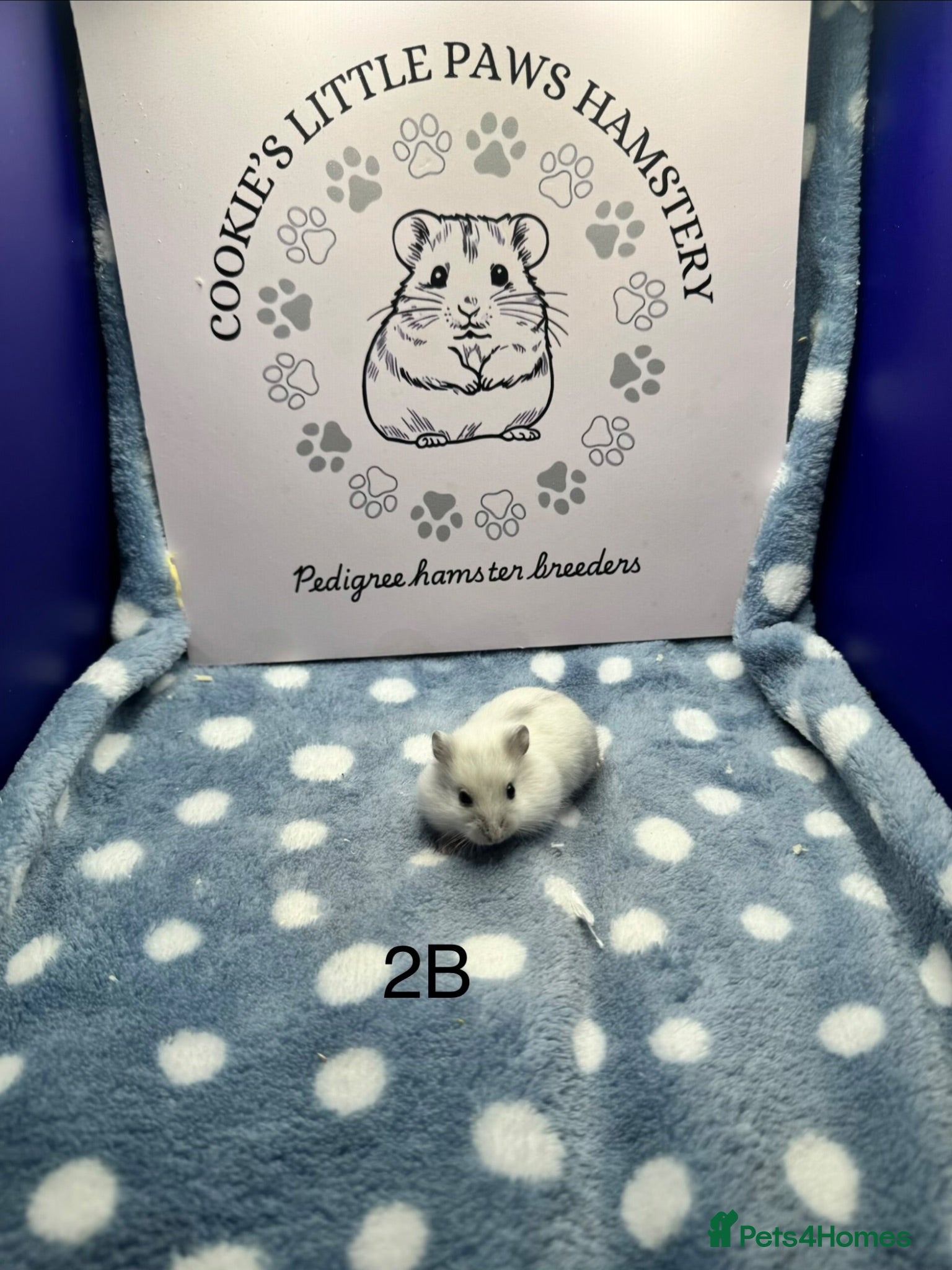 Hamster rodents Pedigree Winter White - Advert 2
