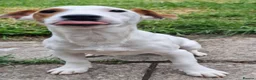 Jack Russell dogs for sale: Two 5 month jack russells for sale  - Advert 7