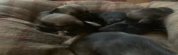 Border Terrier dogs for sale: Border Terrier Puppies For Sale (4 weeks old)  - Advert 4