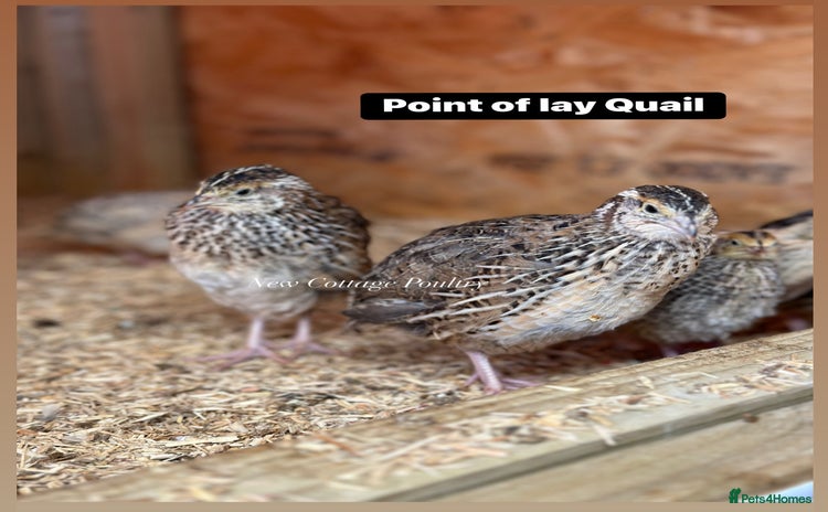 Quail poultry Ready to lay Female Quail  - Advert 8