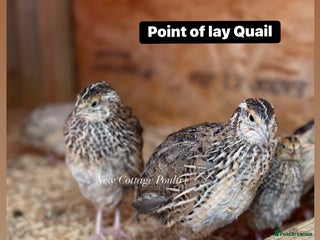 Quail poultry Ready to lay Female Quail - Advert 3