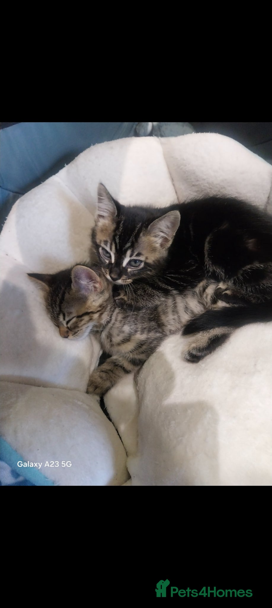 Bengal cats TWO STUNNING GIRLS MIX BENGAL KITTENS LEFT  - Advert 17