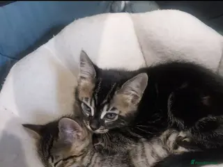 Bengal cats TWO STUNNING GIRLS MIX BENGAL KITTENS LEFT - Advert 17