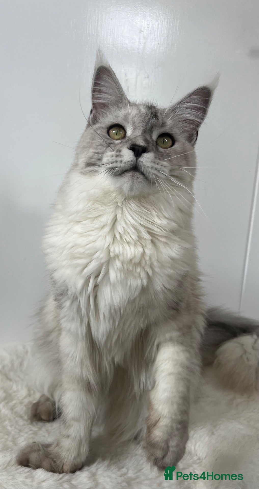 Maine Coon cats Female cat kitten Maine Coon black silver tabby  - Advert 3