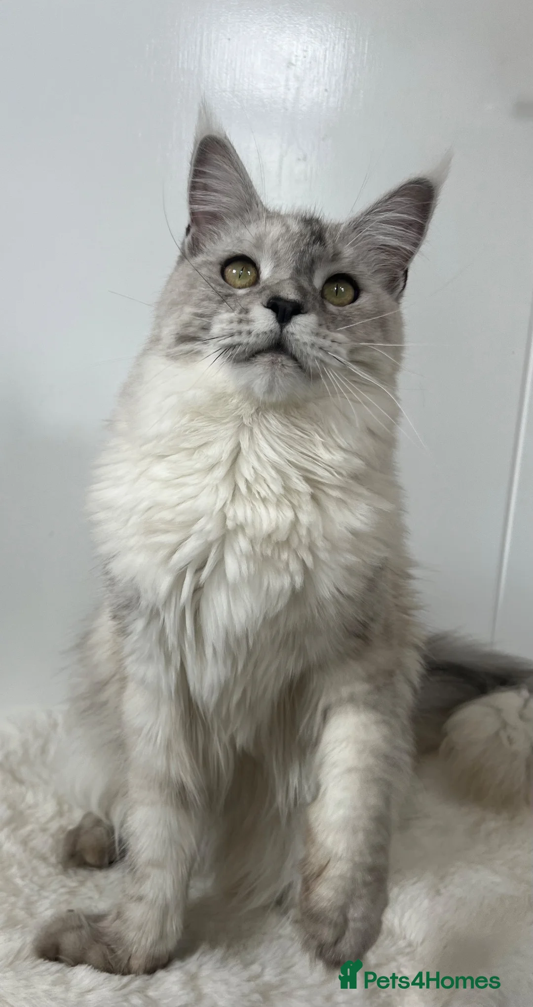 Maine Coon cats for sale: Female cat kitten Maine Coon black silver tabby  - Advert 1