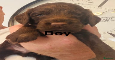 Cockapoo dogs - Advert 2