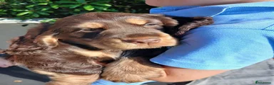 Cocker Spaniel 1