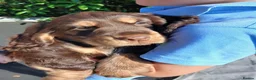 Cocker Spaniel dogs for sale: Cocker Spaniel Puppies in Liskeard - Advert 3