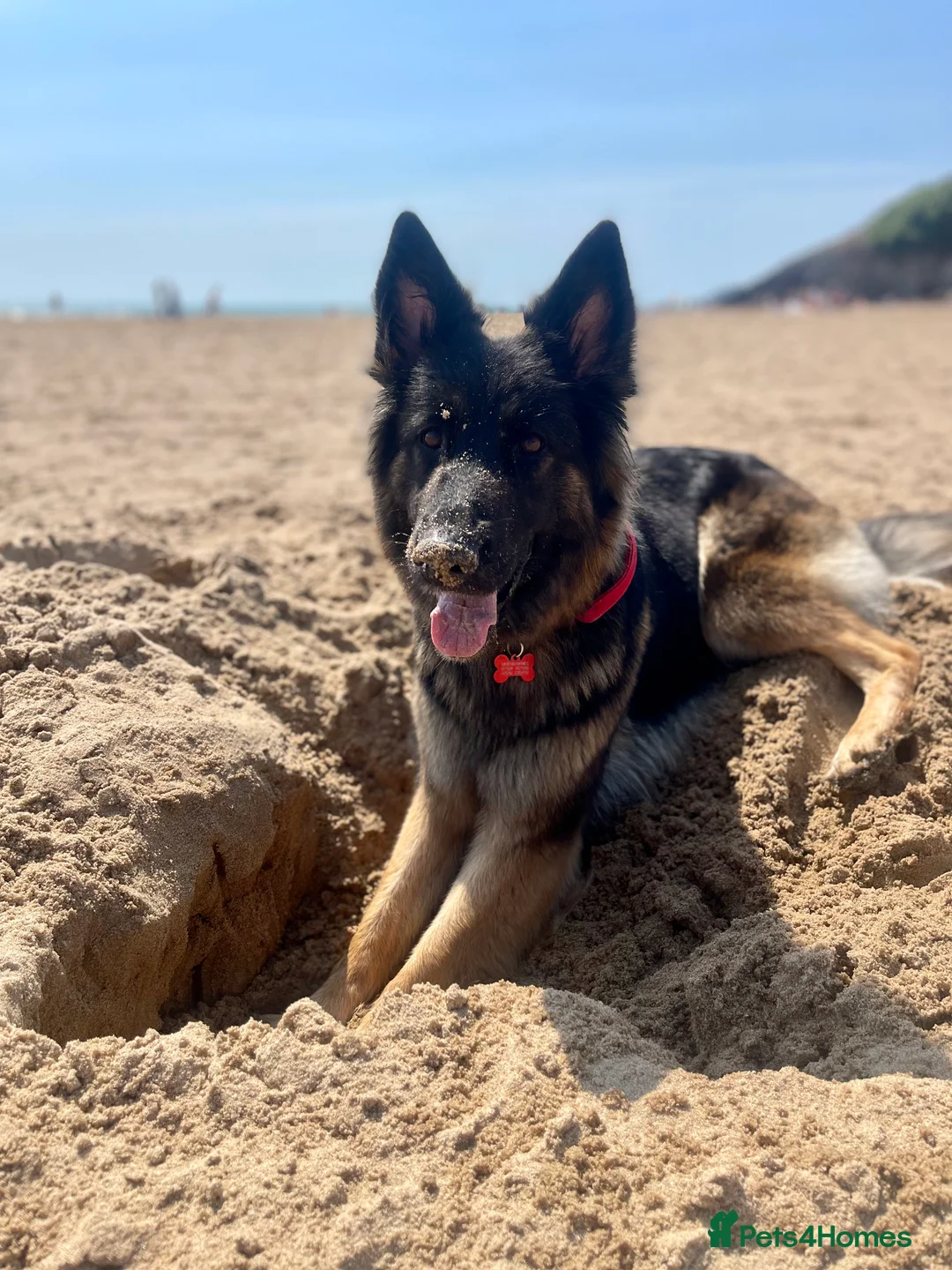 German Shepherd dogs for sale: Beautiful German Shepherd - Advert 5