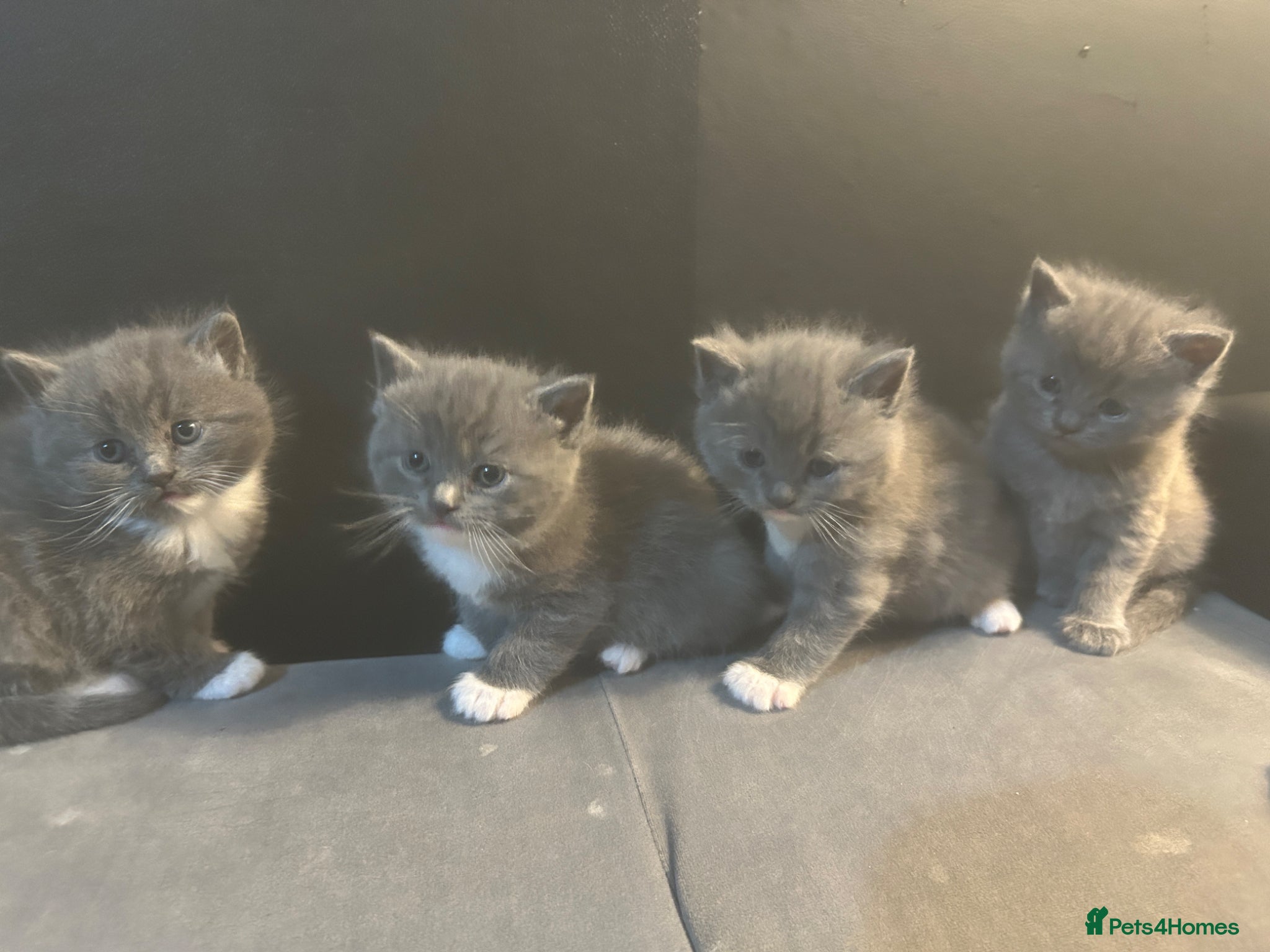 Mixed Breed cats ✨ British Shorthair x Persian Kittens 2boy 2girl ✨ - Advert 1