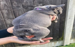 French Bulldog dogs for sale: Beautiful French bulldog puppies  - Image 2