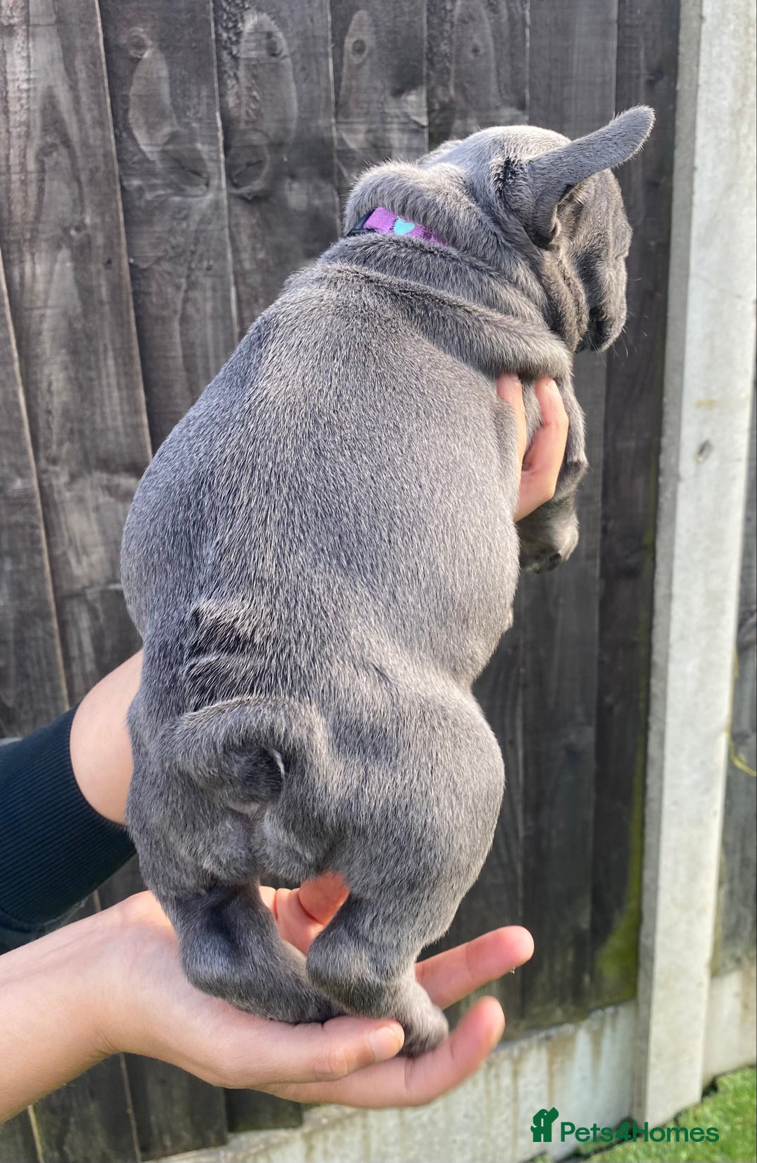 French Bulldog dogs for sale: Beautiful French bulldog puppies  - Image 2