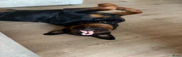 Rottweiler dogs for sale: Ronnie  Friendly, Loving 12 Month Male Rottweiler - Advert 6