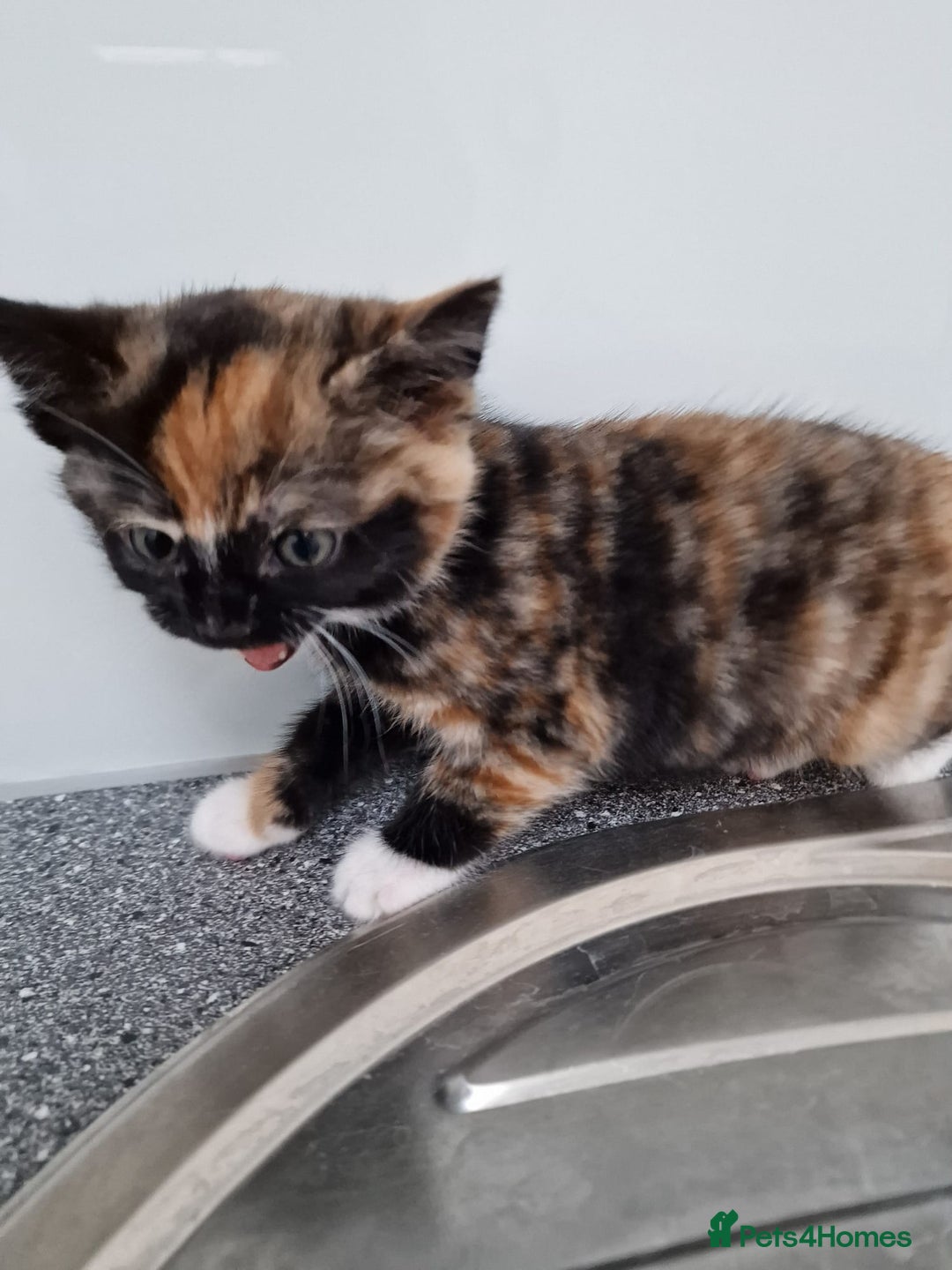 Mixed Breed cats for sale: Very special tortie and white girl - Advert 2