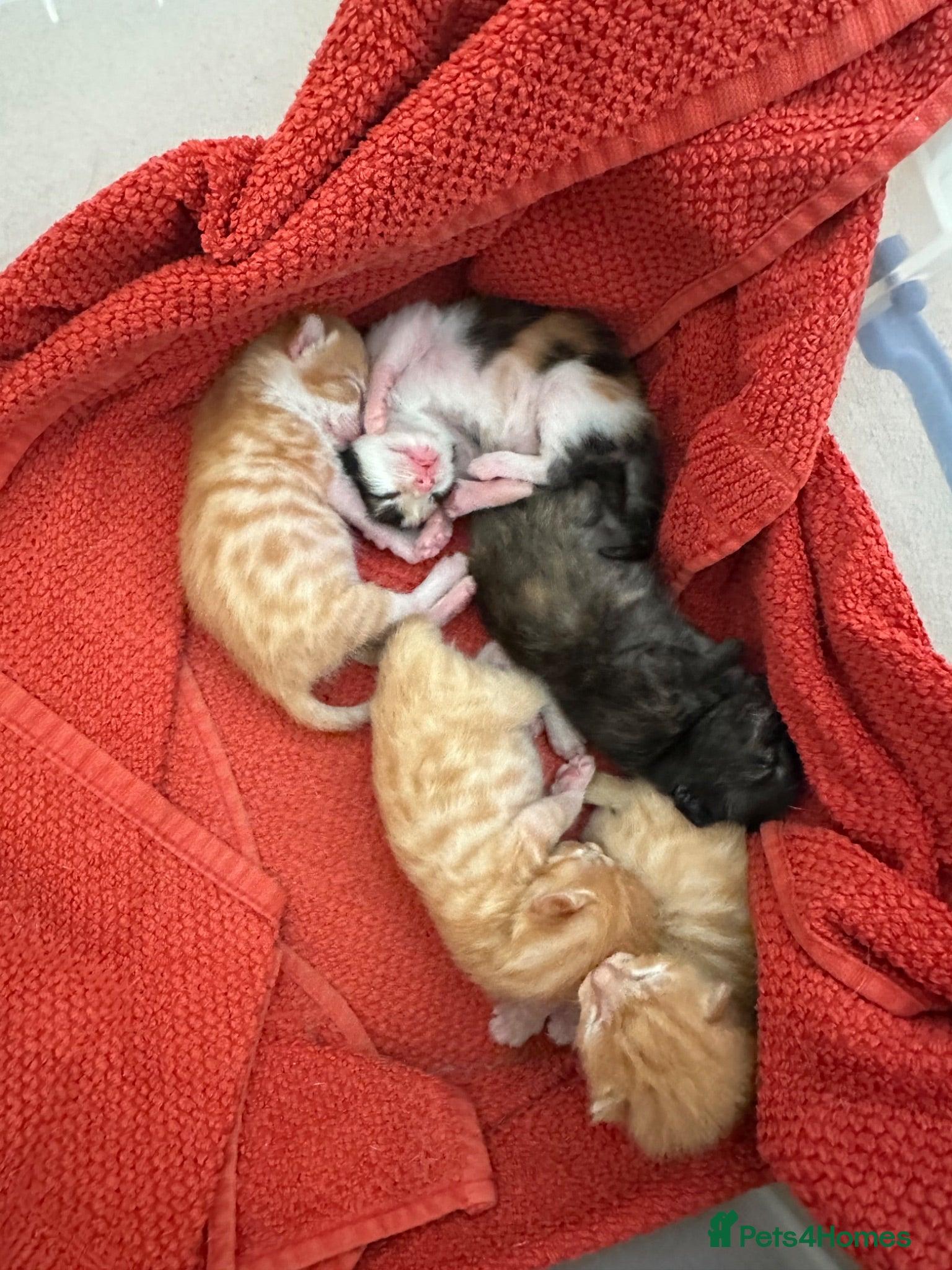 Mixed Breed cats Litter of 5 kittens  - Advert 2