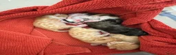 Mixed Breed cats for sale: Litter of 5 kittens  in Eye - Advert 1
