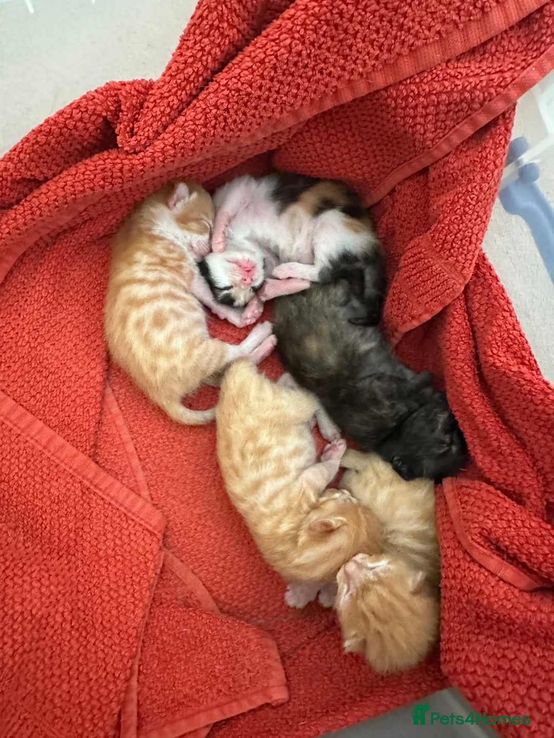 Mixed Breed cats for sale: Litter of 5 kittens  in Eye - Advert 1