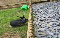 Rex rabbits for sale: 2 rex rabbits one femal and one male  - Image 9