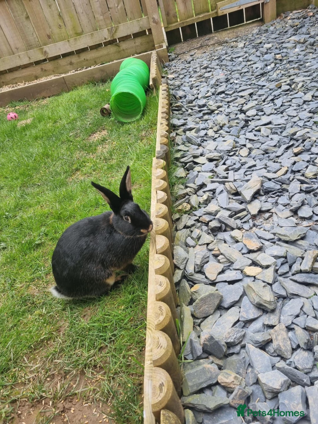 Rex rabbits for sale: 2 rex rabbits one femal and one male  - Image 9