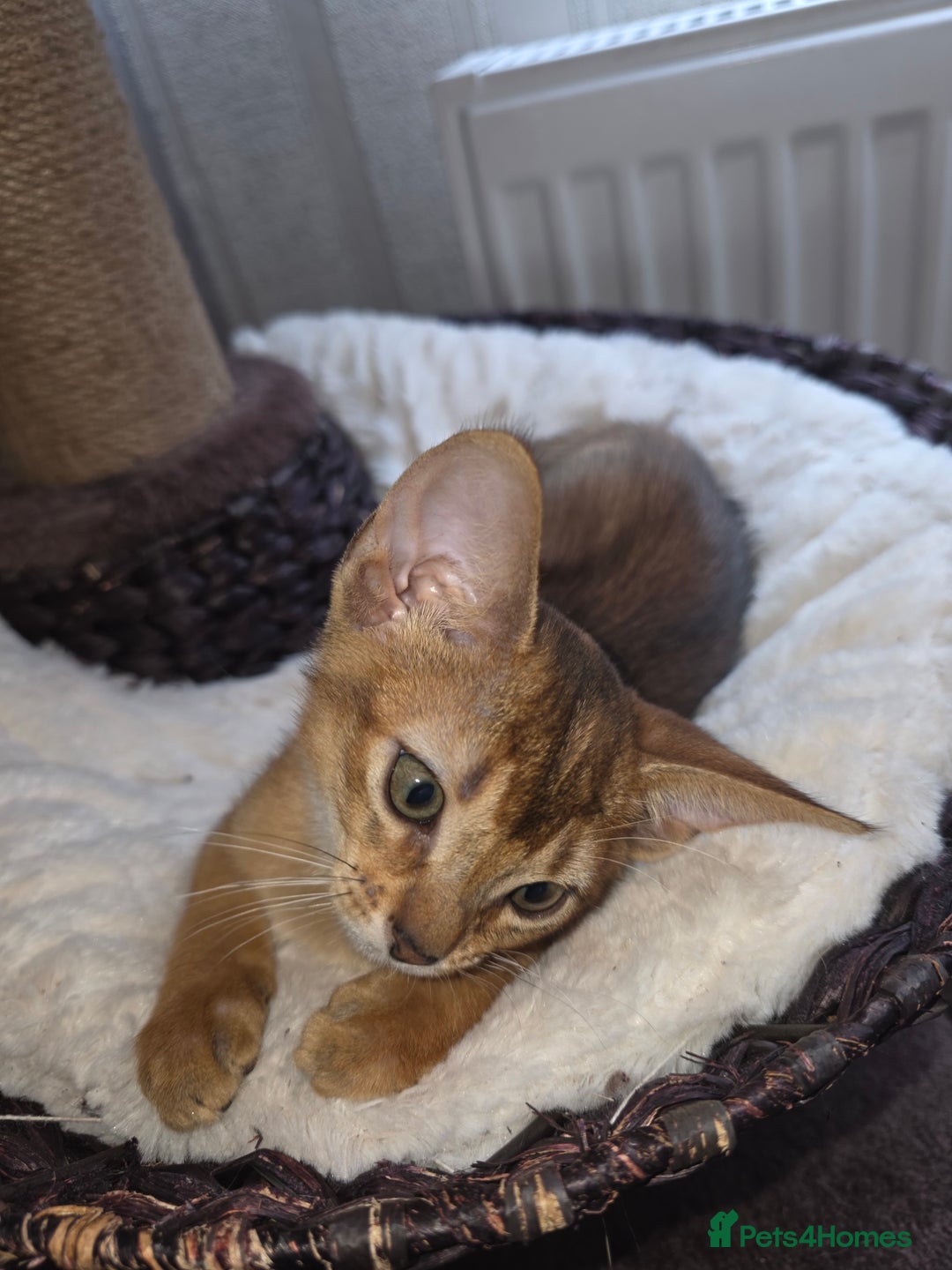 Abyssinian cats for sale: Beautiful Aby  kitten from Champions line - Image 12