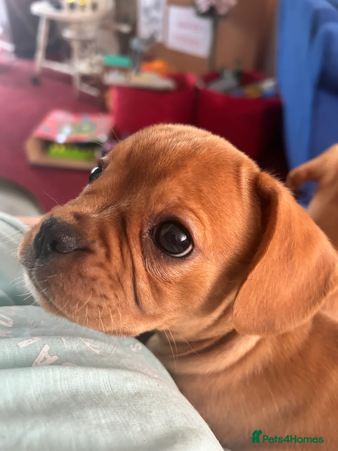 Mixed Breed dogs for sale: frenchel pups READY TO LEAVE - Advert 4