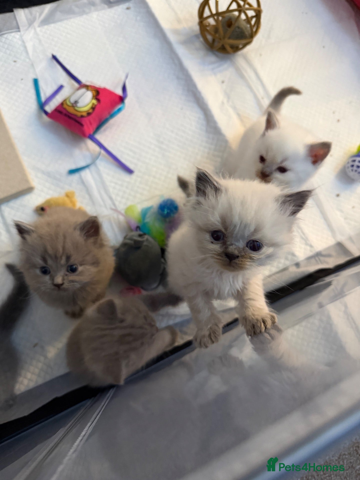 British Shorthair cats 💙 JUST 2 LEFT 💙 British Shorthair Kittens  - Advert 18