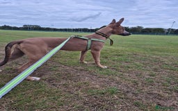 Mixed Breed dogs for sale: Belgian Malinois Kupa - Image 3