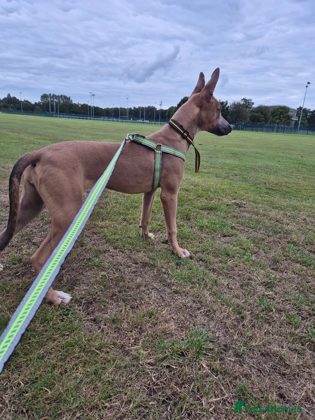 Mixed Breed dogs for sale: Belgian Malinois Kupa - Image 3