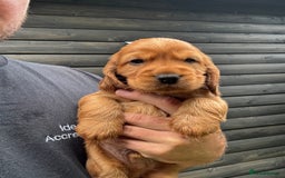 Cocker Spaniel dogs for sale: Show cocker spaniels  - Image 14