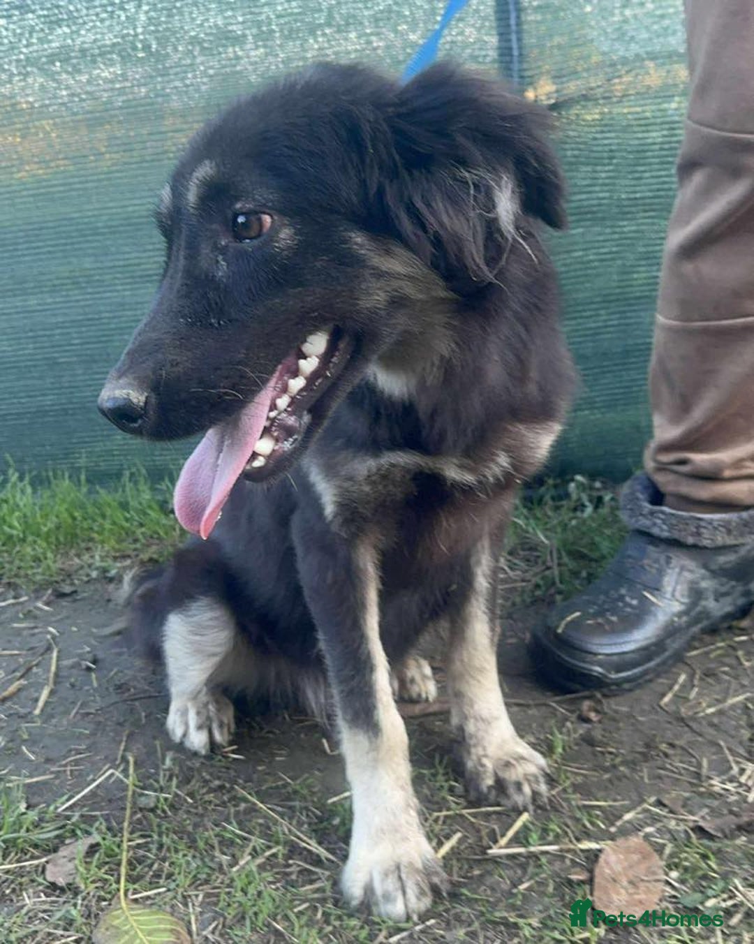 Mixed Breed dogs for adoption: Optimistic Orsin - Advert 4