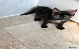 Mixed Breed cats for sale: 5 beautiful kittens ready for a new loving home  - Image 11