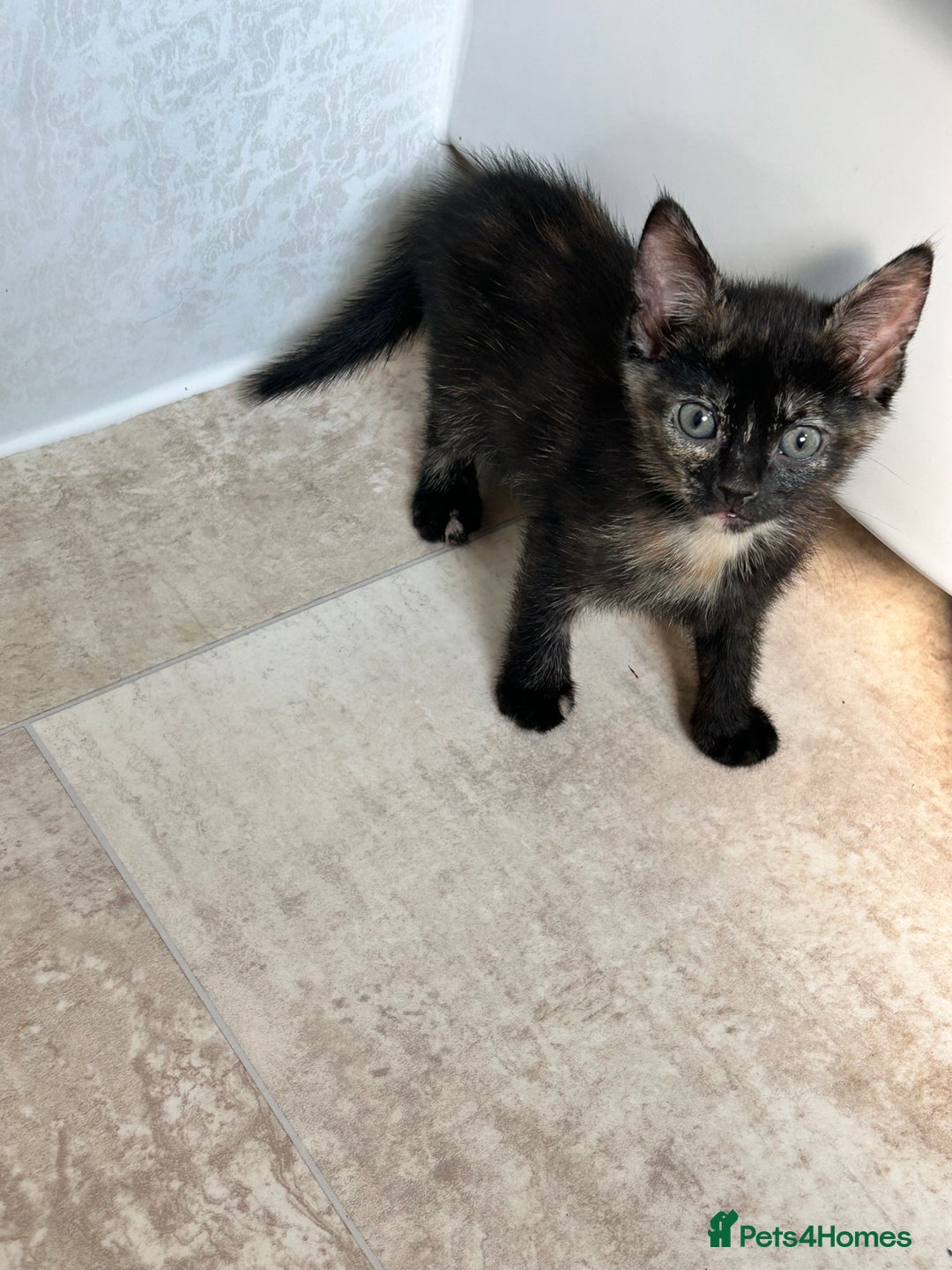 Mixed Breed cats for sale: 5 beautiful kittens ready for a new loving home  - Image 11