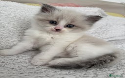Ragdoll cats for sale: Gorgeous kitty girl is looking for forever home  - Image 1