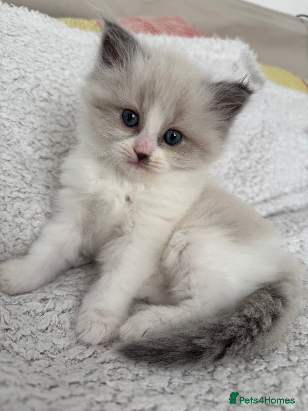 Ragdoll cats for sale: Gorgeous kitty girl is looking for forever home  - Image 1