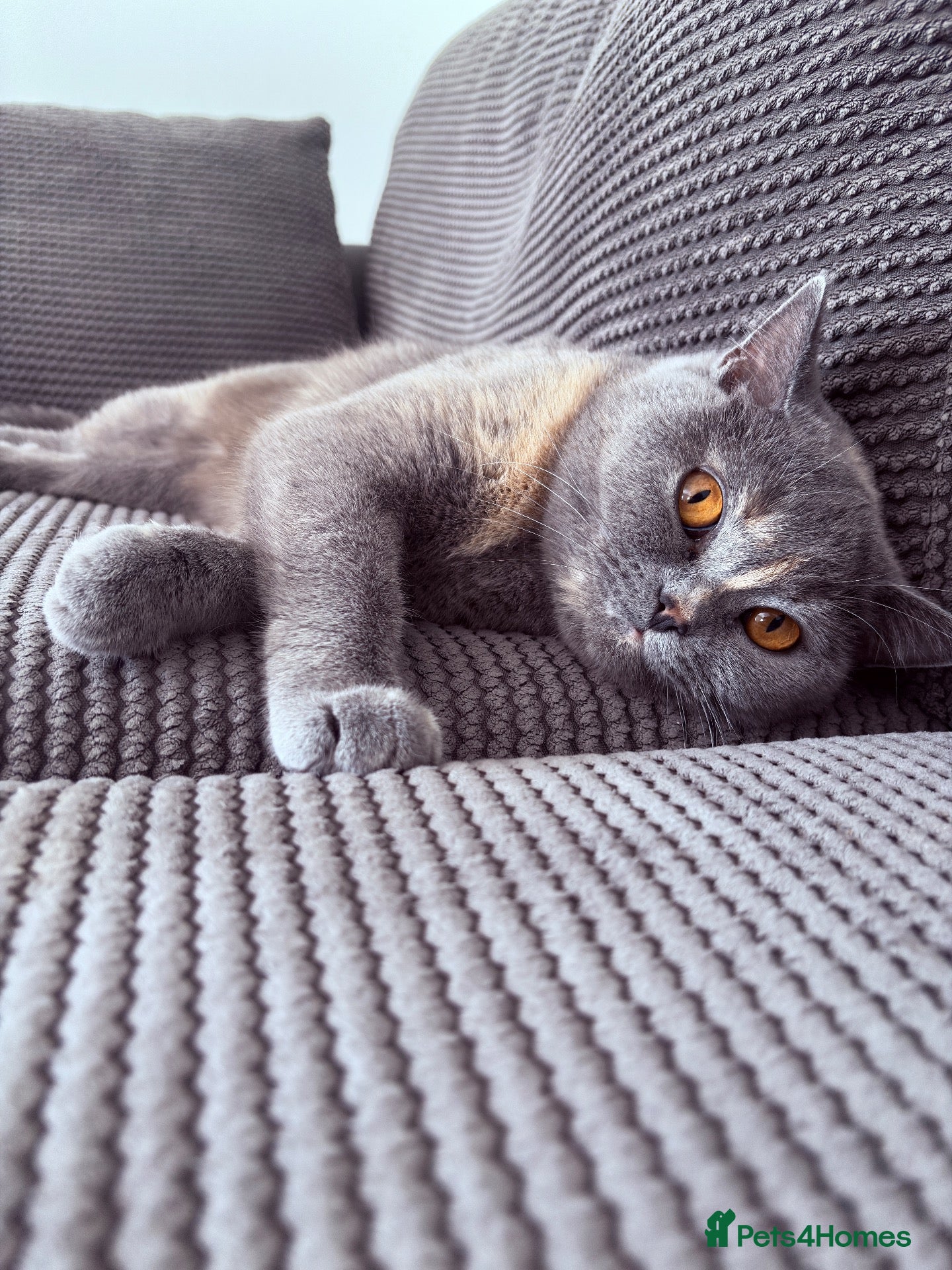 British Shorthair cats 🌟GCCF BSH Kittens Beautiful Variety of Colours 🌟 - Advert 2