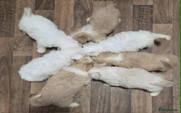 Mixed Breed dogs for sale: Bicton puppies - Image 3