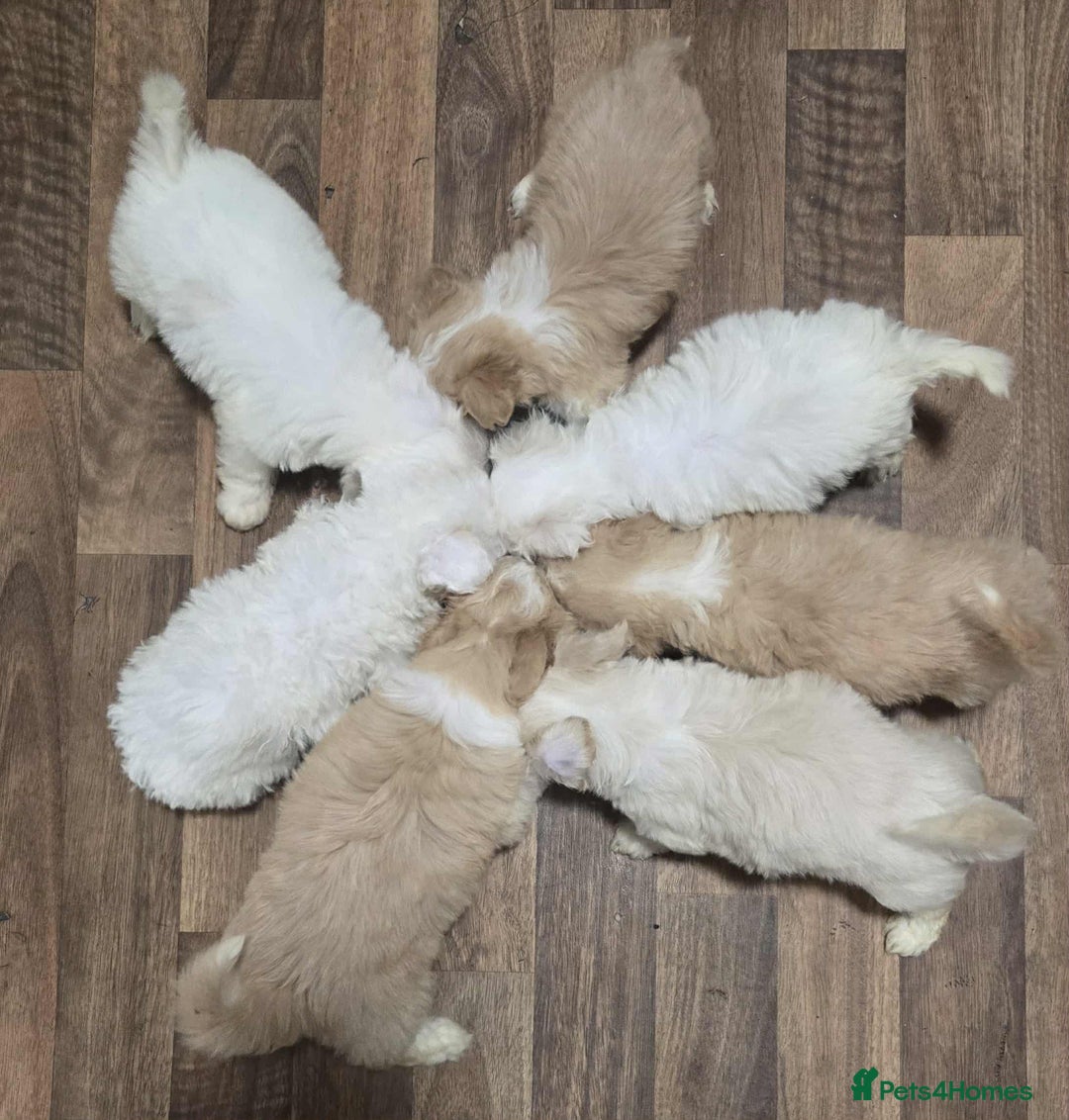 Mixed Breed dogs for sale: Bicton puppies - Image 3