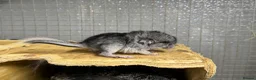Chinchilla rodents for sale: Chinchilla Kits For Sale  - Advert 6