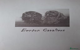 Cavalier King Charles Spaniel dogs for sale:  KC, Health Tested, ready to leave now  - Advert 21